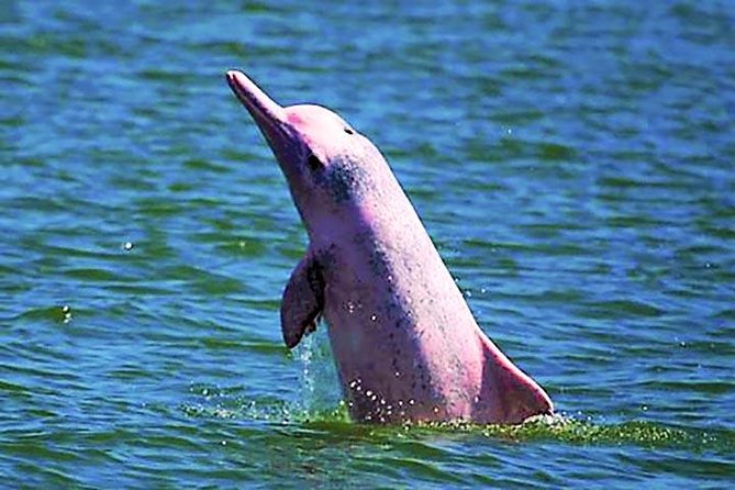 ピンクドルフィン遭遇＆シュノーケリングツアー 2026 - スラー ターニー