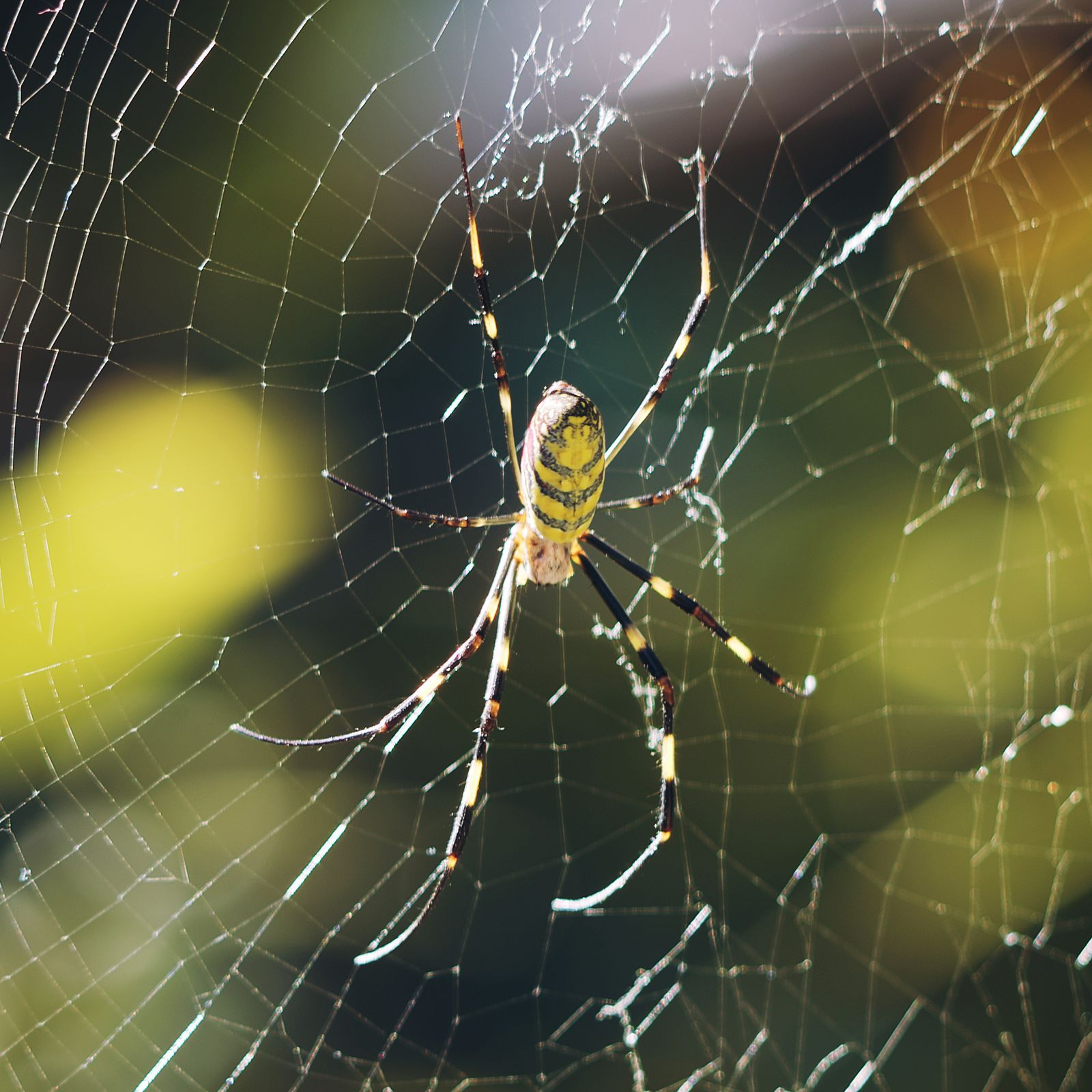 日本で多く見られるジョロウグモが、米国で生息域を急拡大している