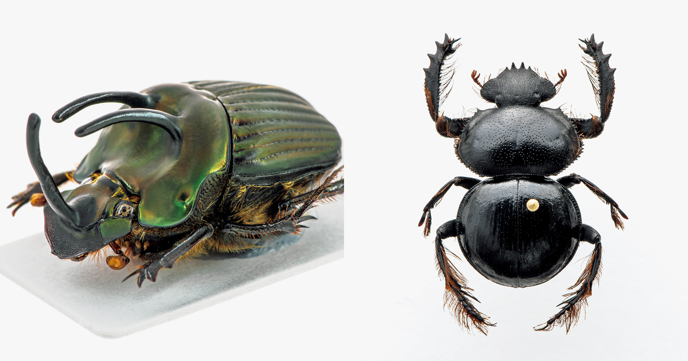 最大級 エンシフェールニジダイコクコガネ 52mm 51mm 最大級エンシ