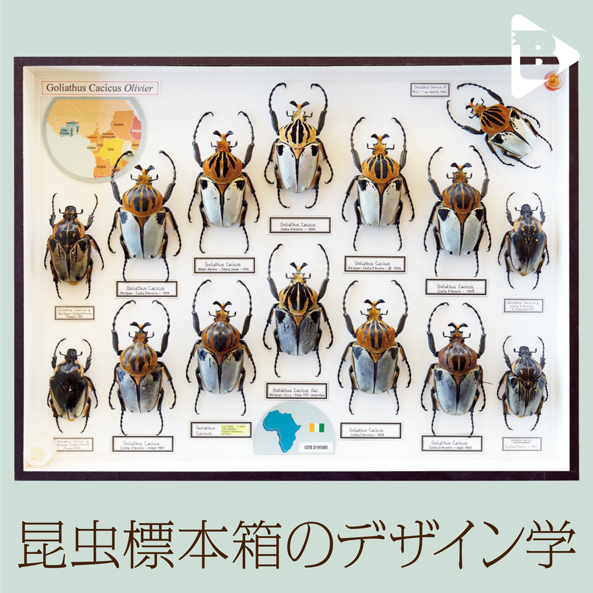 昆虫標本箱 標本コレクターズケースS