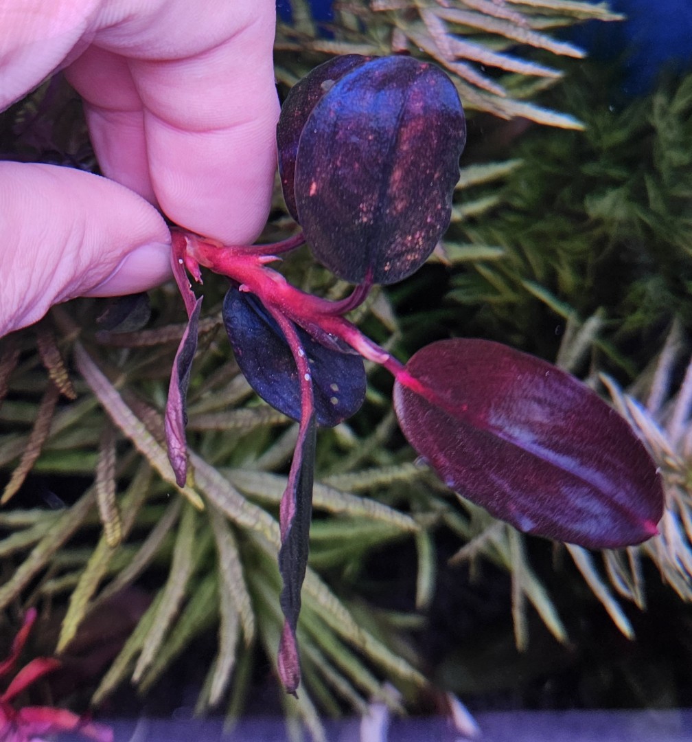 Bucephalandra sp. Violet bolsom 【公式通販】