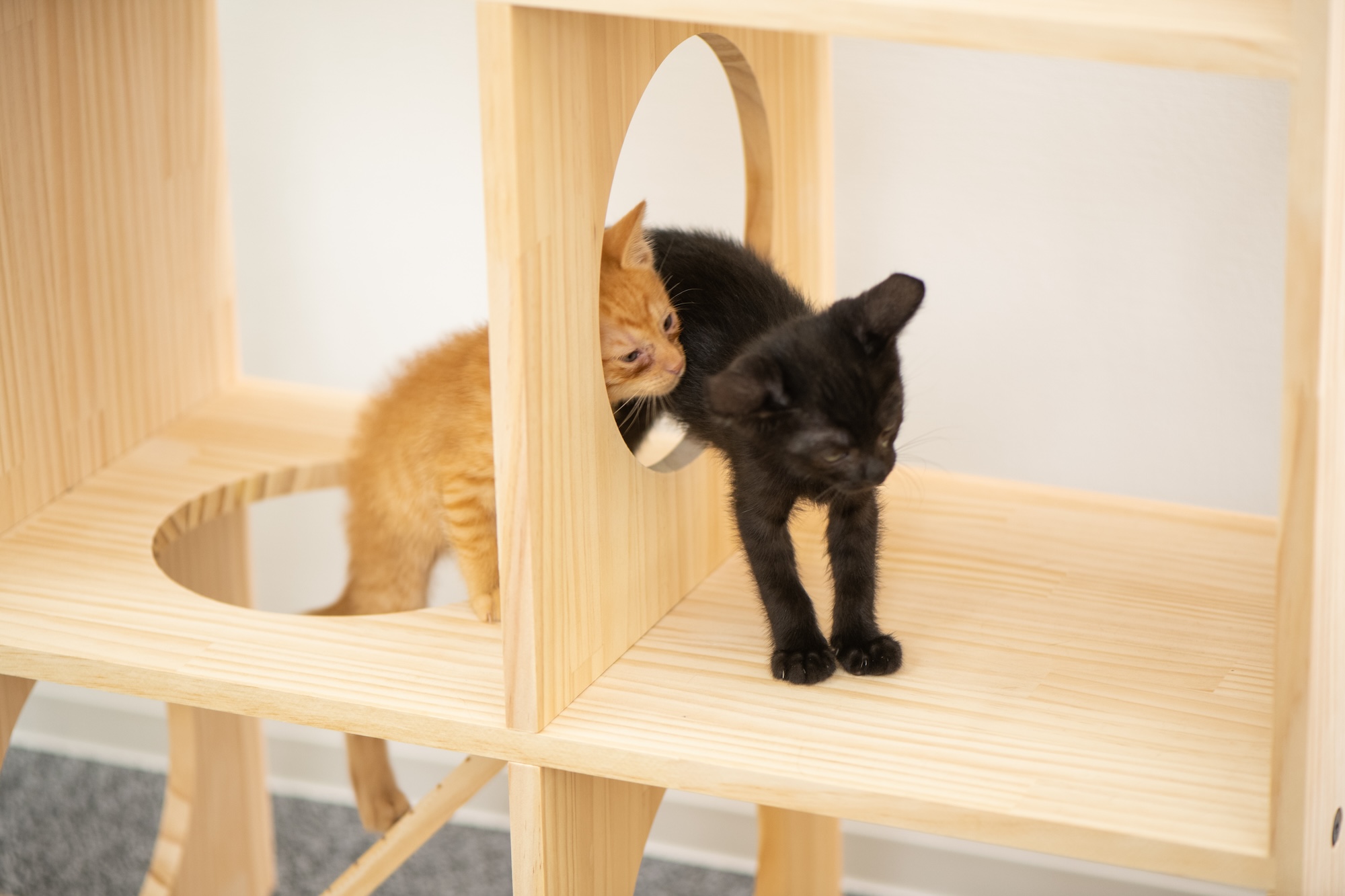 なになにLife】 キャットタワー 木製 天然木 大型 据え置き 高さ187cm