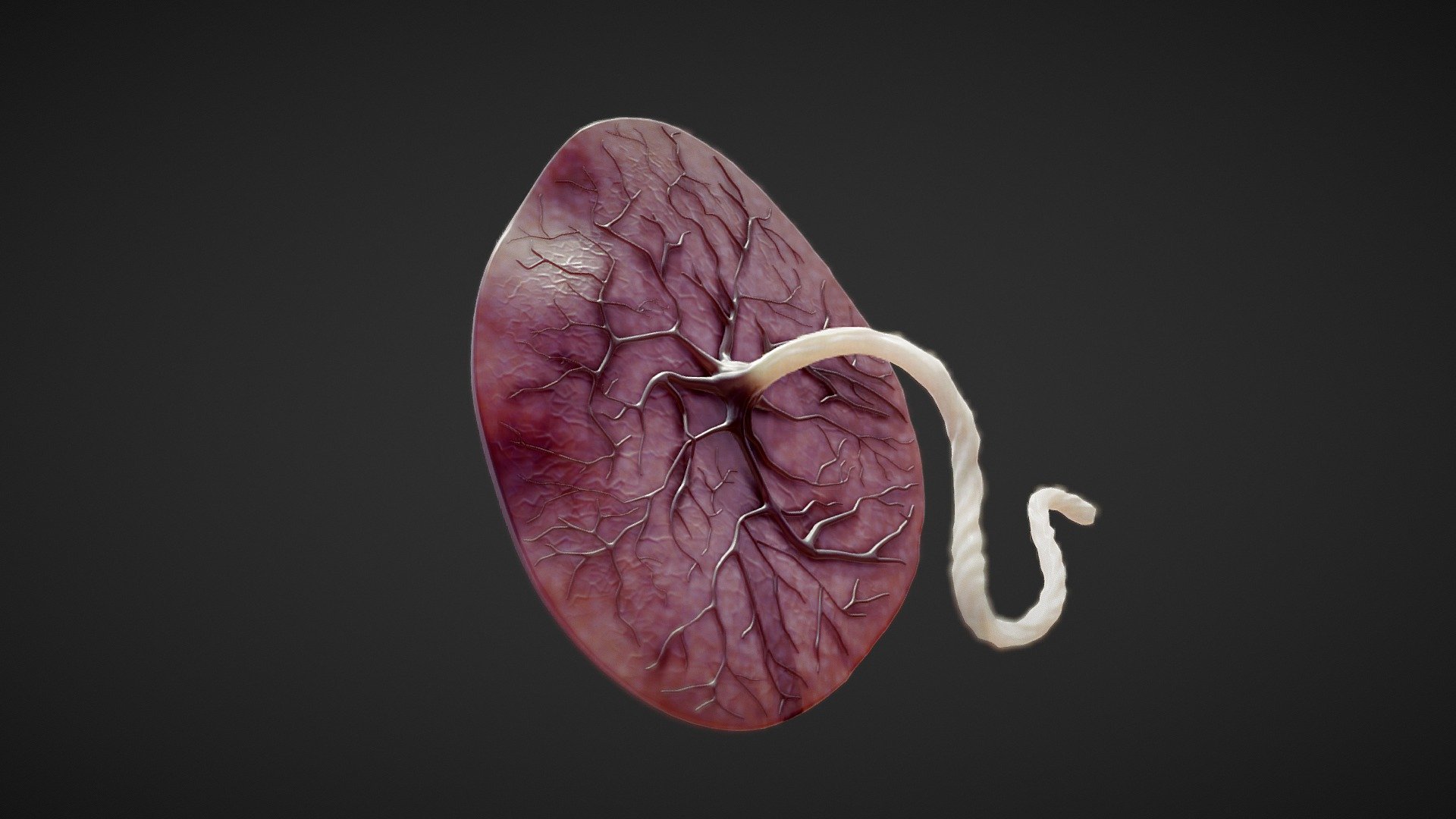 拙作「Placenta」 Axis Scientific Placenta Model with Removable
