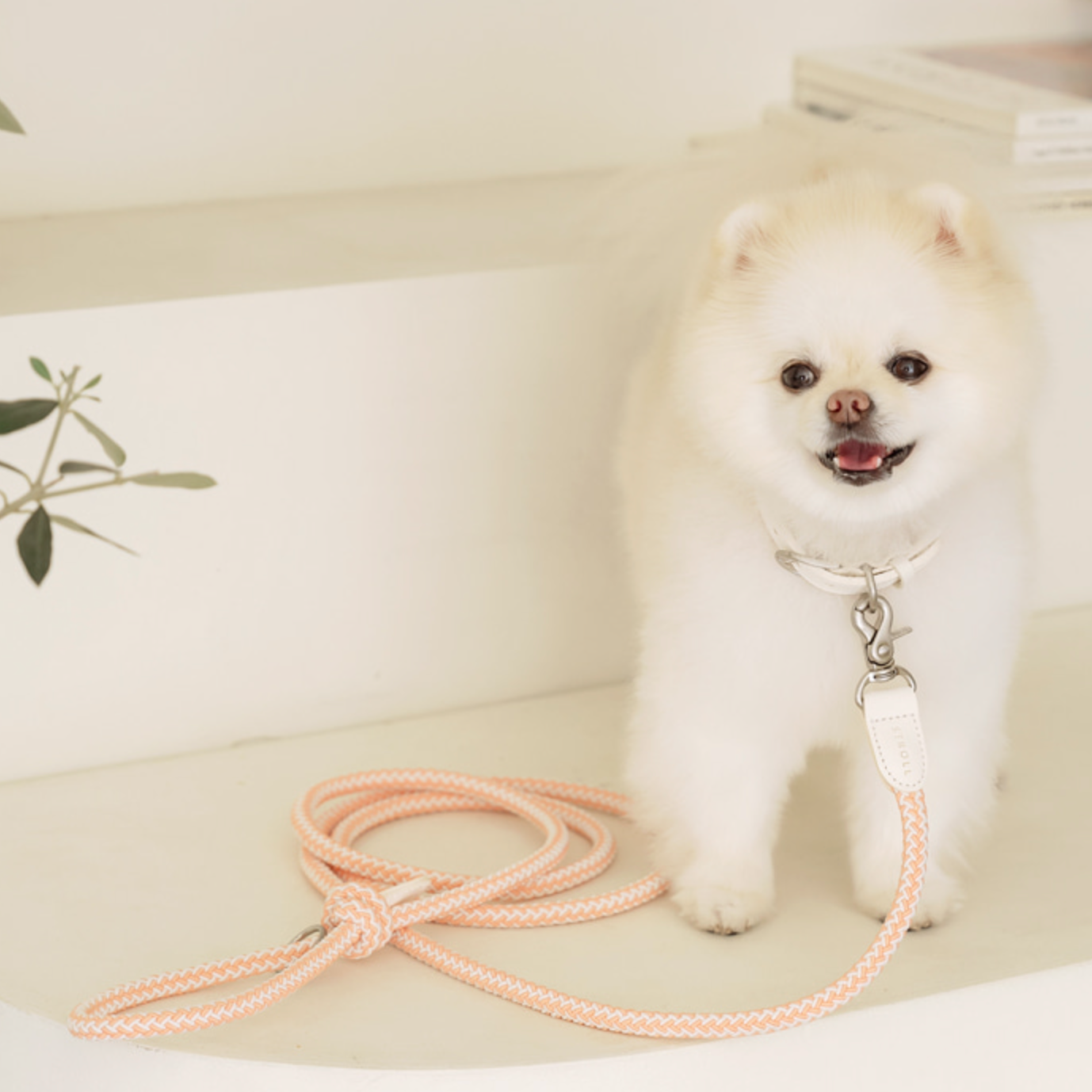 Multi leash - Sub｜PAW SELECT（パウセレクト） – STROLL – Paw