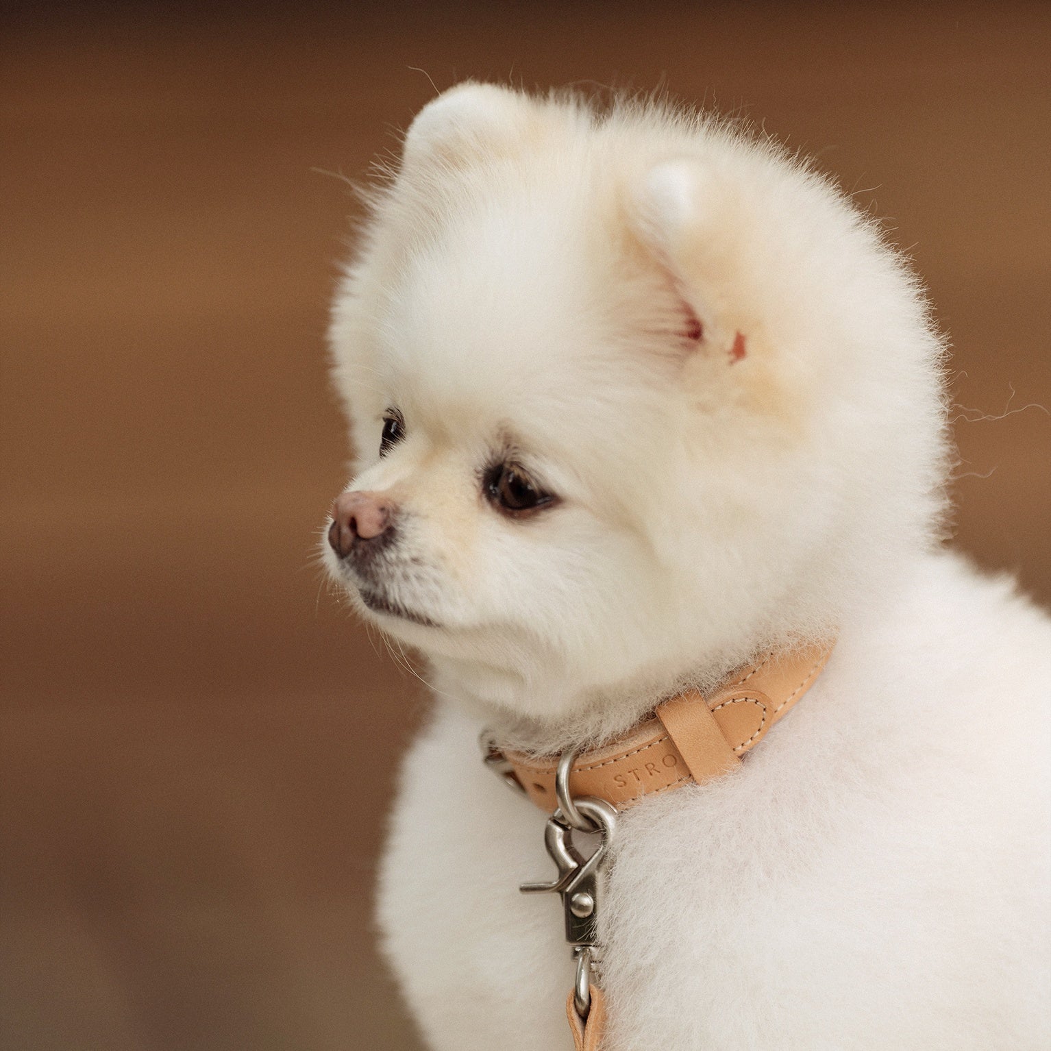 負担の少ないおしゃれな犬用首輪｜Rope Collar（ベージュ）