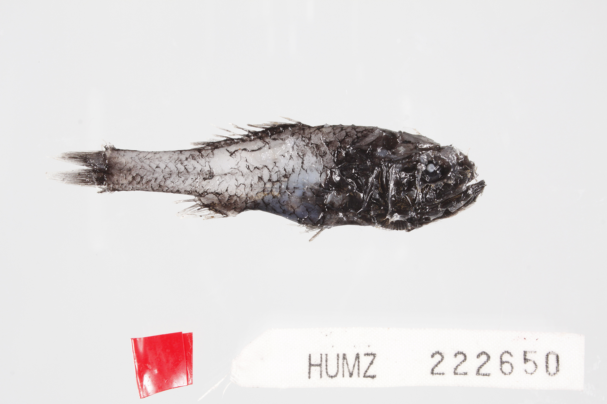 カブトウオ科の一種 | みんなの博物館