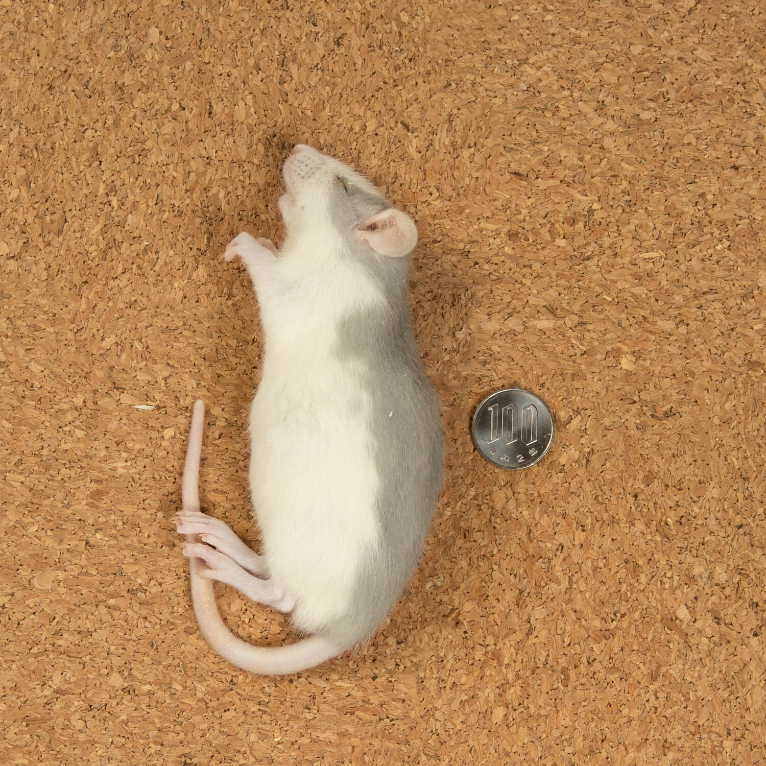 MINORITY ONLINE STORE / 冷凍ラット80g 5匹