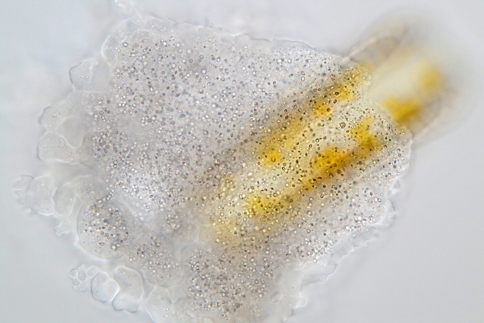 顕微鏡による拡大写真有り】MTG ドイツ語 Tropical 顕微鏡による拡大