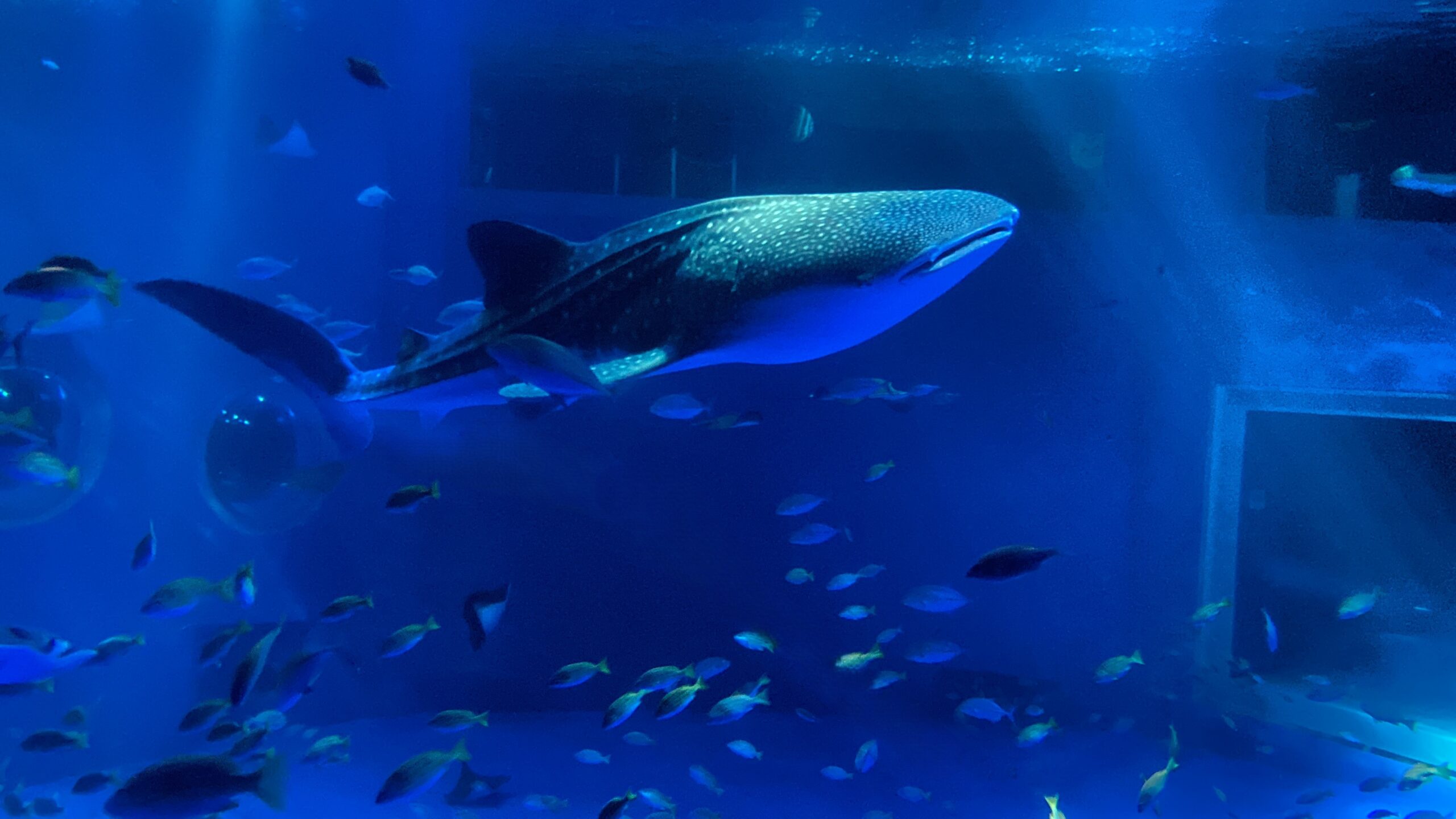 教えて！ 飼育員さん：ジンベエザメのはなし - いきもののわ