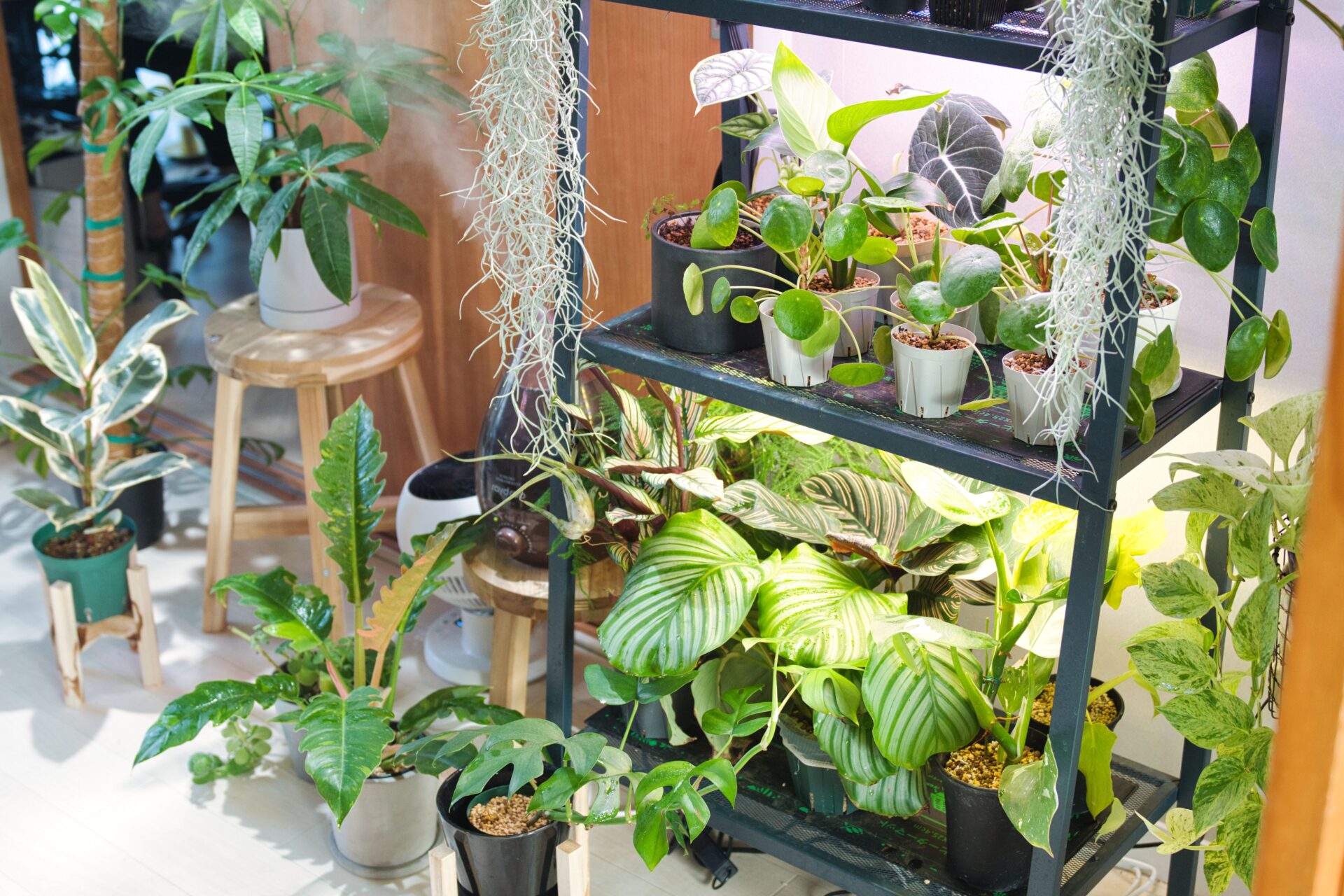 長期使用レビュー】HaruDesign HASU38 spec9 6K｜メリット・デメリット