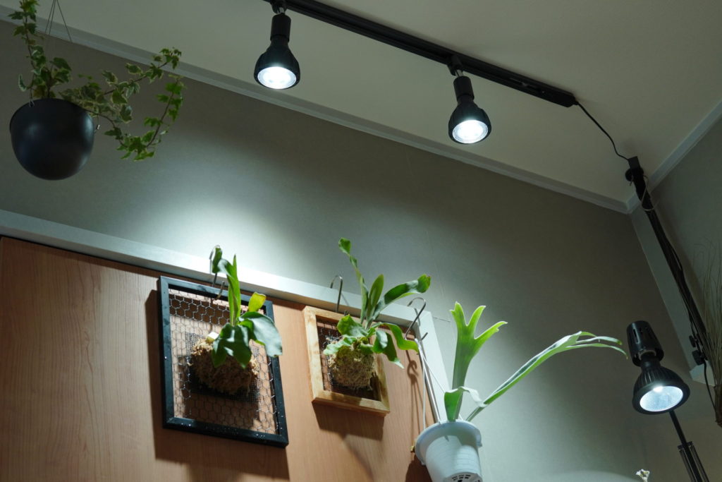 植物LEDレビュー】HaruDesign GL-A 6Kをビカクシダ用に購入しました