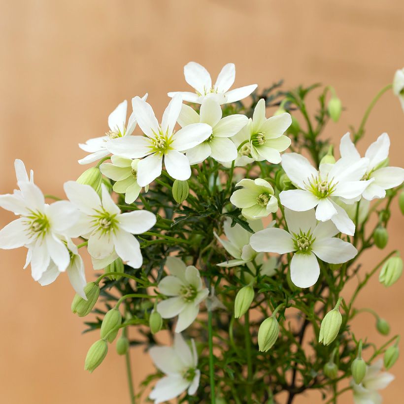 常緑クレマチス「カートマニージョー」ニュージーランド系