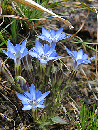 ハルリンドウ Gentiana thunbergii リンドウ科 Gentianaceae リンドウ