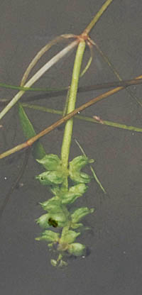 ホソバヒルムシロ ホソバヒルムシロ - 水草オタクの水草がたり．