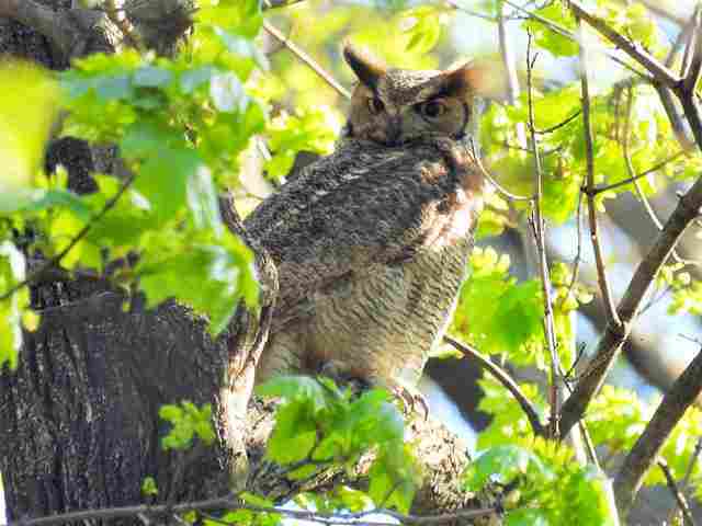 グレートホーンドオウル ニューヨーク セントラルパークのノースウッズ