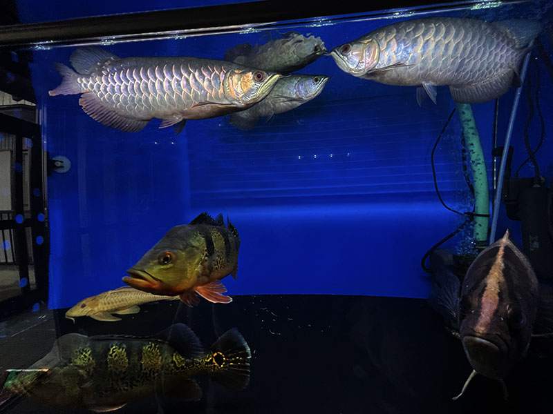 アロワナ45センチ水槽セット