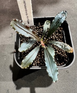 水草 - 熱帯魚のmishima