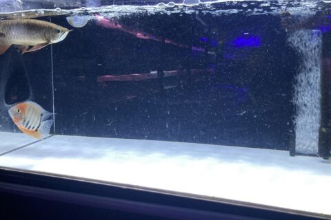 アクリル水槽 120cm｜アクリル水槽 - 熱帯魚のmishima