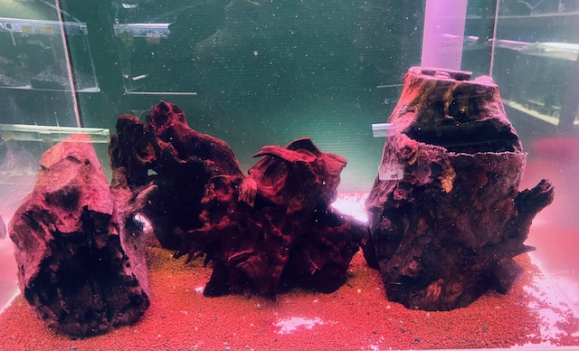 スタンプウッド（流木） - 熱帯魚のmishima