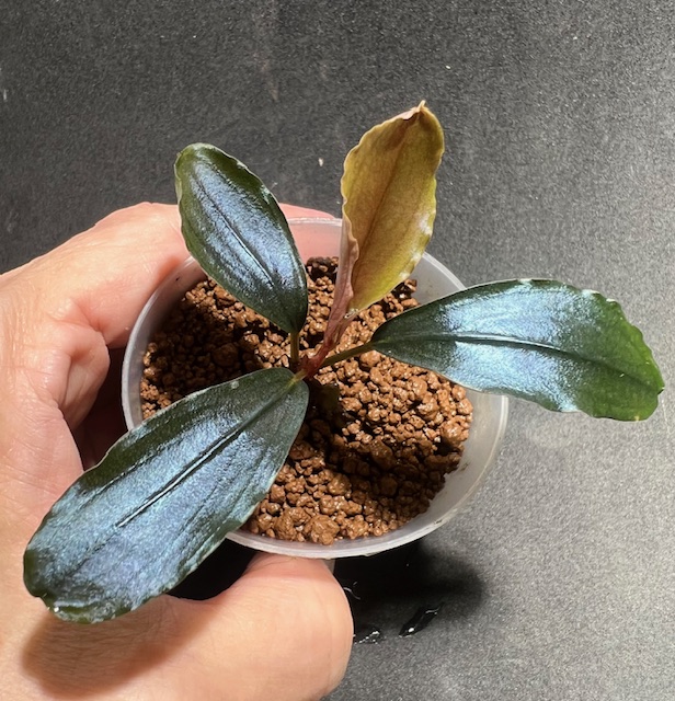 ブセファランドラ セット 【公式通販】