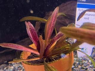 エキノドルス・ホレマニーオレンジ ホレマニー オレンジ エキノドルス