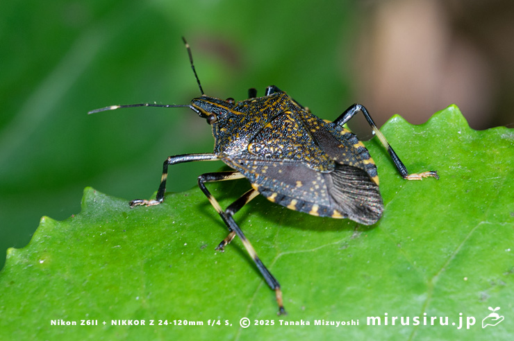 キマダラカメムシ