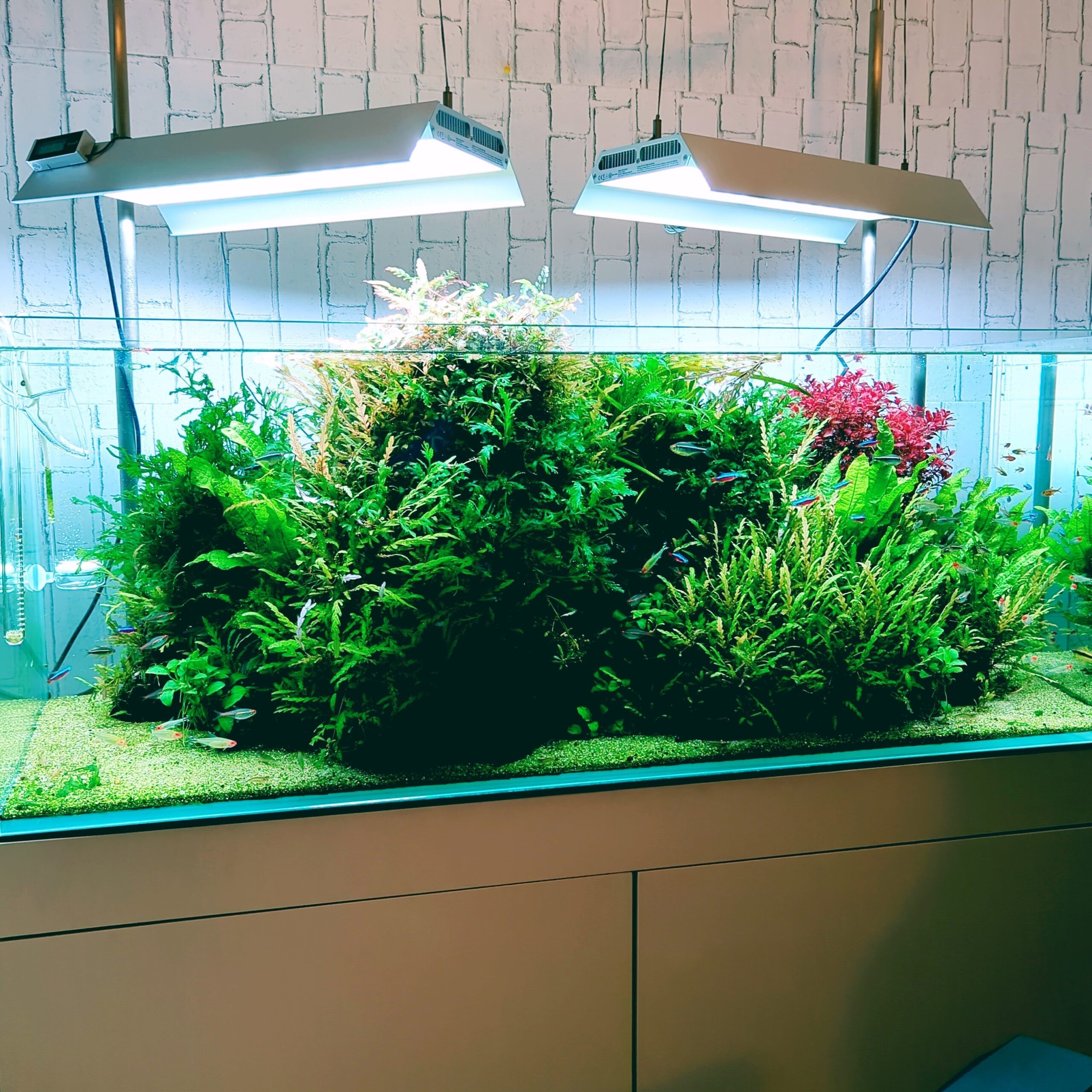 ADA雲山石3個セット 【公式通販】