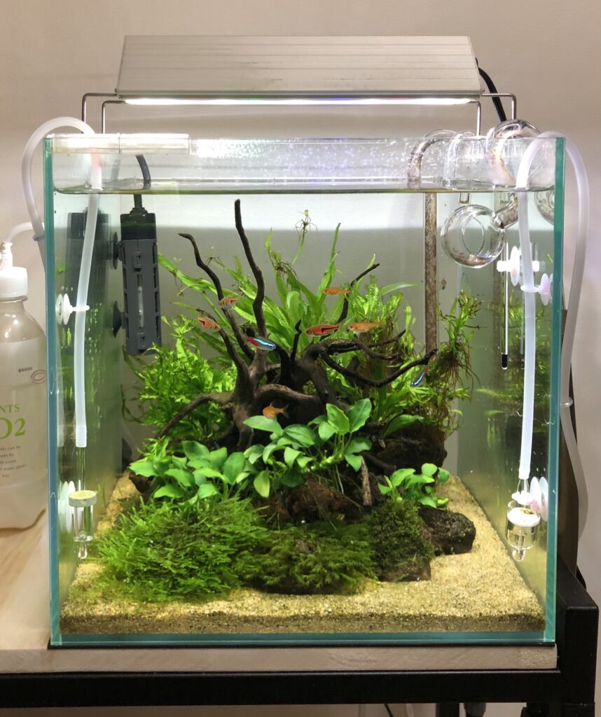 引き取り限定】30㌢キューブガラス水槽 LEDライト付き 流木と岩の