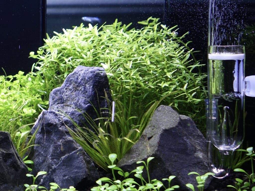 水草図鑑】グリーン・ロタラはまさにキングオブ水草。綺麗・丈夫・早い