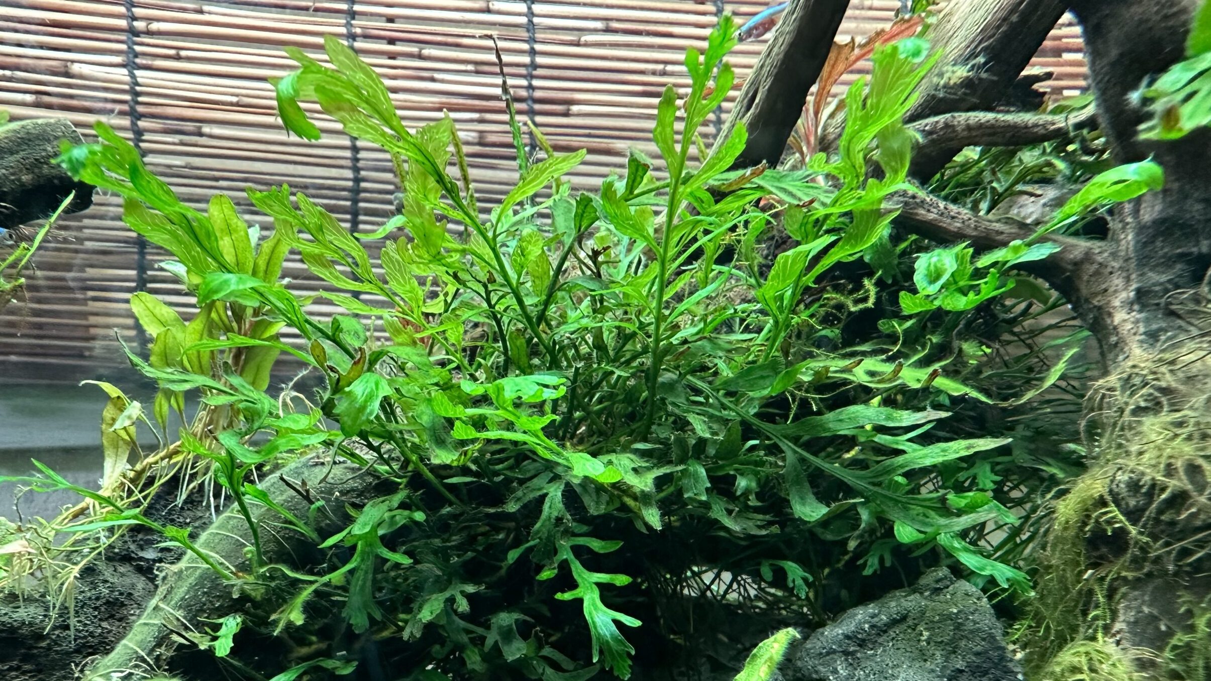 水草図鑑】ボルビティス・ヒュディロティは水景に圧倒的な自然感を