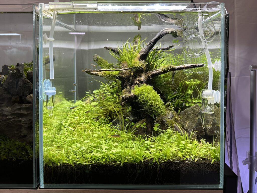 アクロ トライアングルグロウ＆ブライトセット（60cm） アクロ アクロ