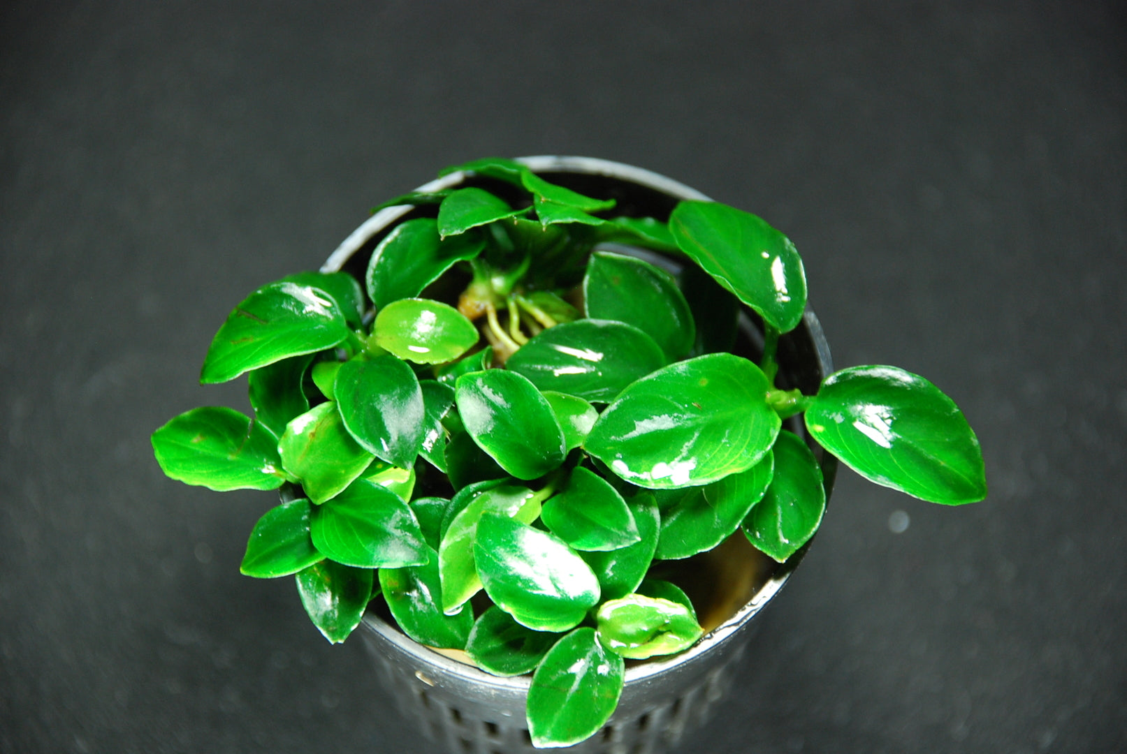 アヌビアスナナ斑入りキング Anubias Variegated King アヌビアスナナ