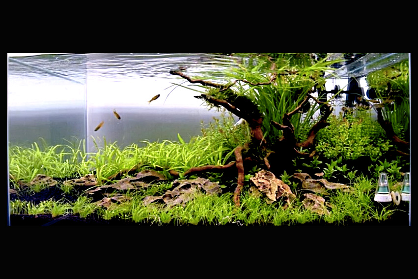 アクアリウム 流木 レイアウトセット 60cm 熱帯魚・水草水槽用