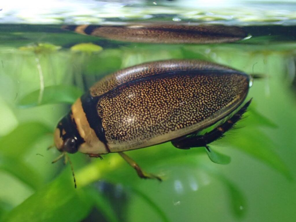 エゾヒラタヒメゲンゴロウ カラフトマルガタゲンゴロウ エゾマルガタ