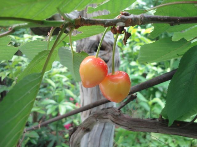 宮菜園-サクランボ