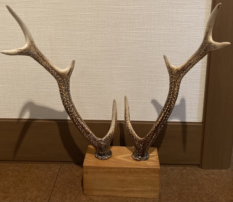 エゾシカのツノ（袋角） エゾシカの角 12本 鹿の角 エゾシカ Amazon.co