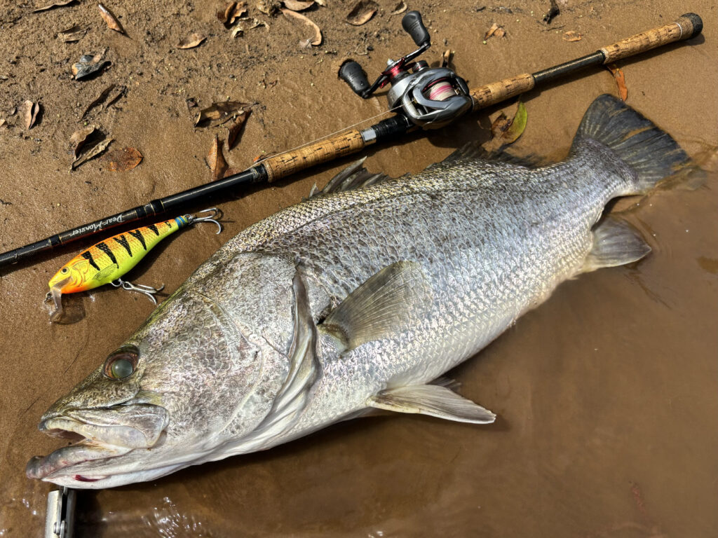 西アフリカ怪魚釣“考“レポ～残された怪魚の可能性を求めて～ - Monster