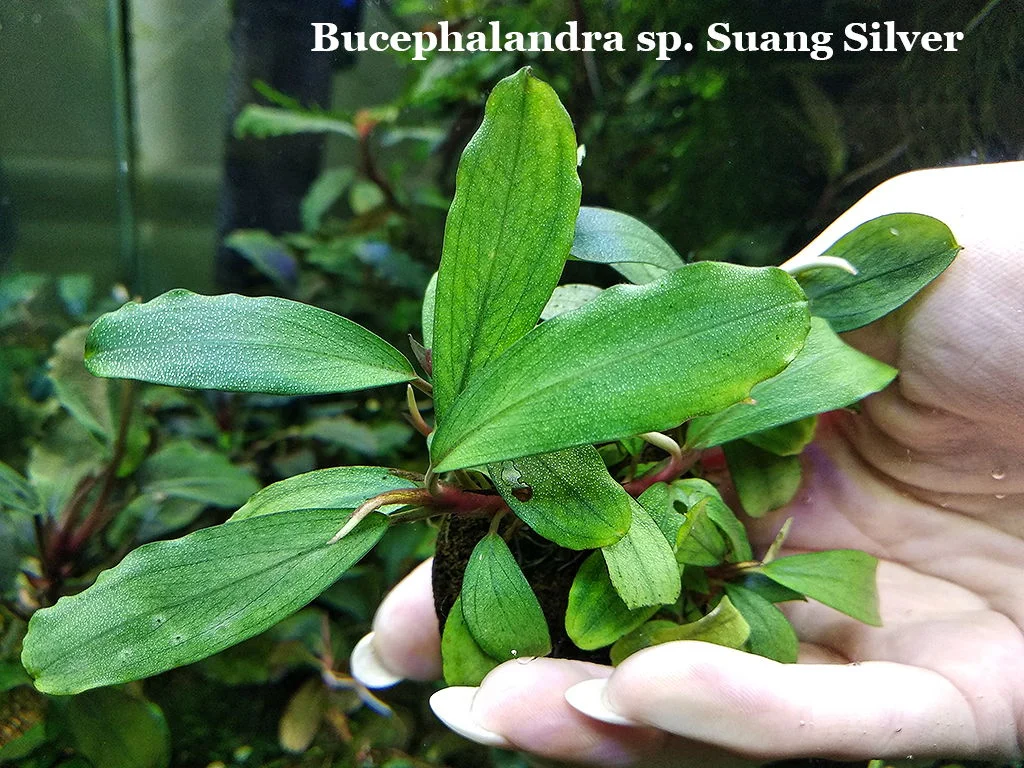 水草 Bucephalandra sp.