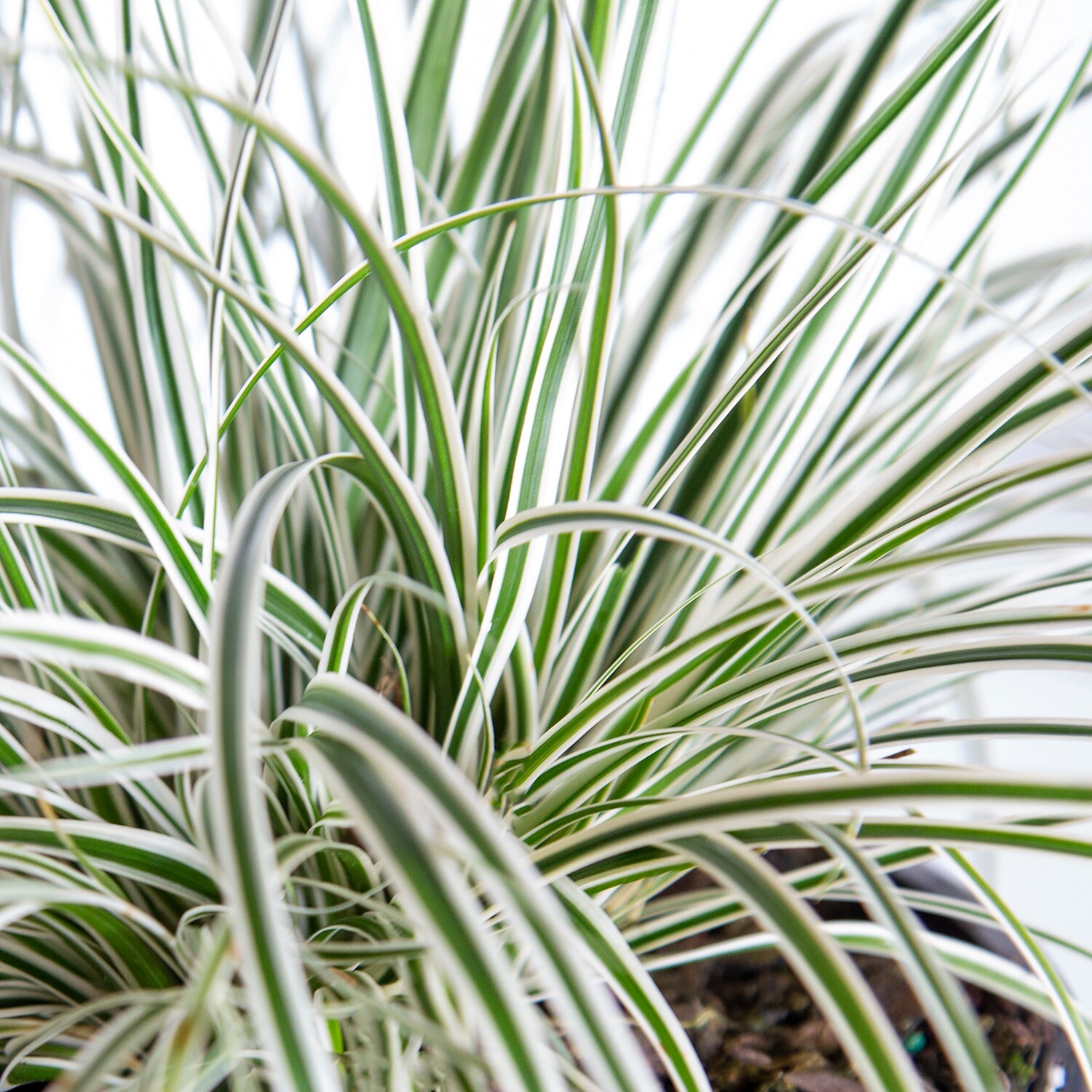 Southern Living Plant Collection 2.5-Quart 2-Pack Everest Carex in