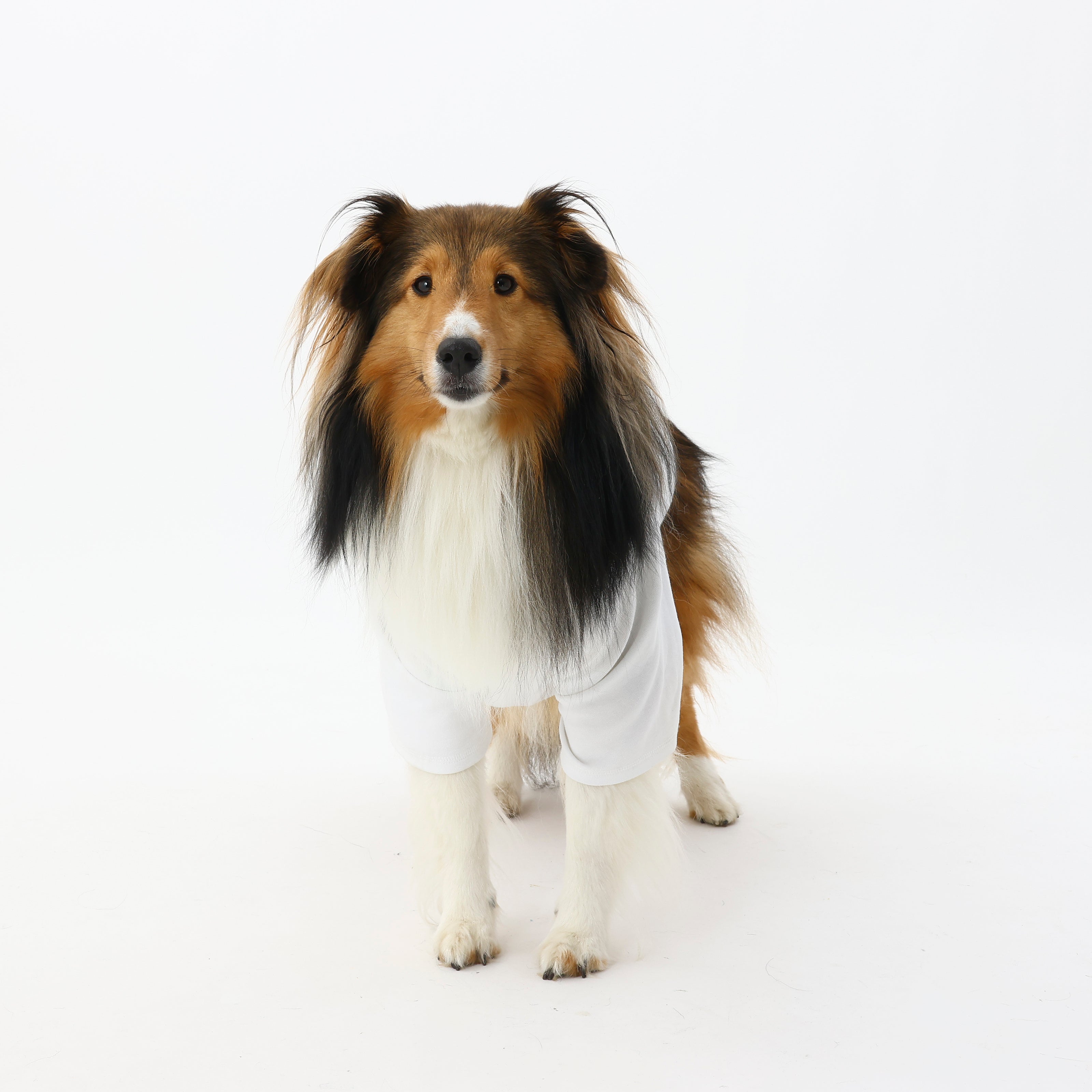 MOLUYUKのプレミアムスキンケア Tシャツ for pets – MOLUYUKA