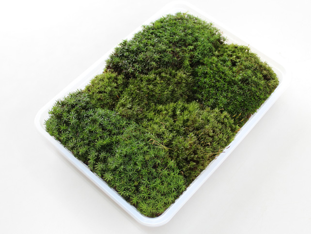 タチゴケミニパック（L）(256×189mm) | 苔の販売専門店モスファーム