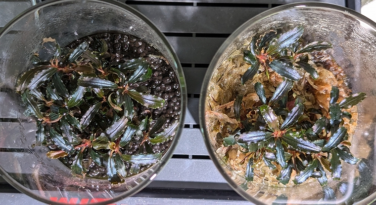 ブセファランドラ・クダガン(1.2.grow)群生株 ブセファランドラ