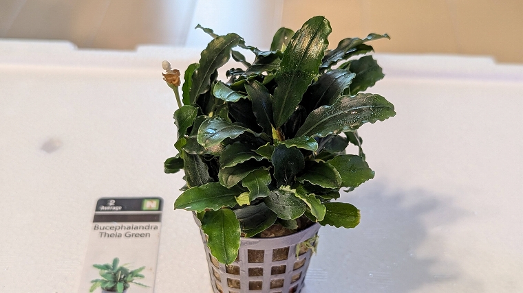 ブセファランドラ・クダガン(1.2.grow)群生株 ブセファランドラ