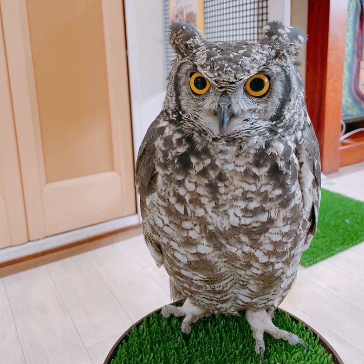 アフリカワシミミズク☆チャッピー - ふくろうのいる森カフェ