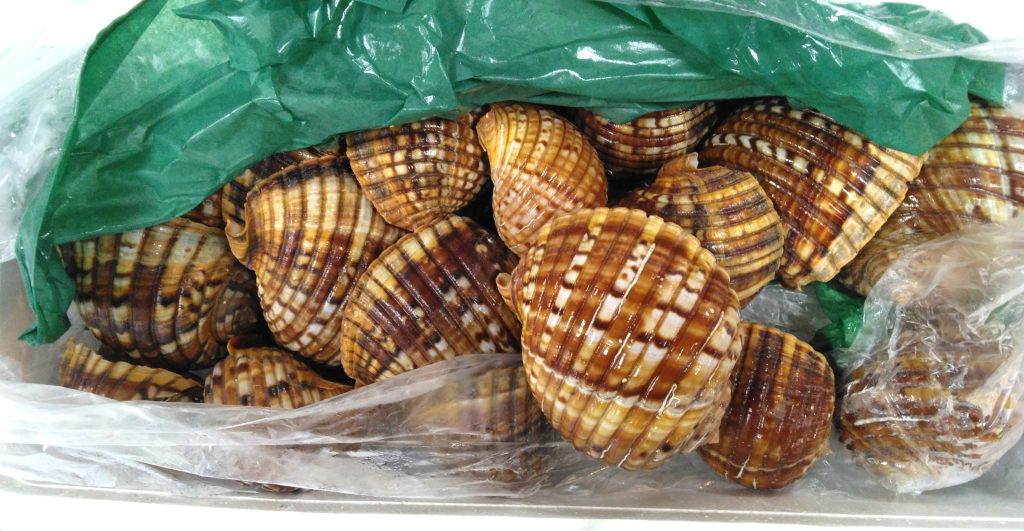 特大) 蓋付きワダチバイ オホーツク海産 貝殻 特大) 蓋付きワダチバイ