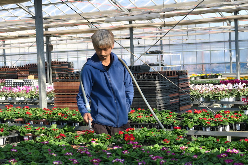 面積も栽培量も横浜一！ コミュニケーションから広がる花栽培 桜台園芸