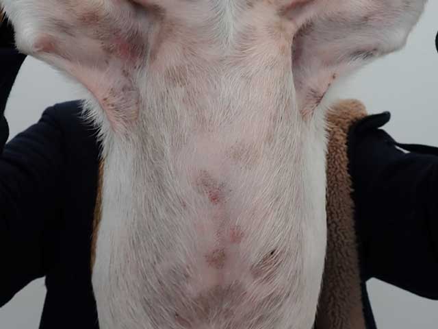 アロペシアGR+ 6袋（180粒） | 犬の皮膚科 メディカルスキンケアセンター