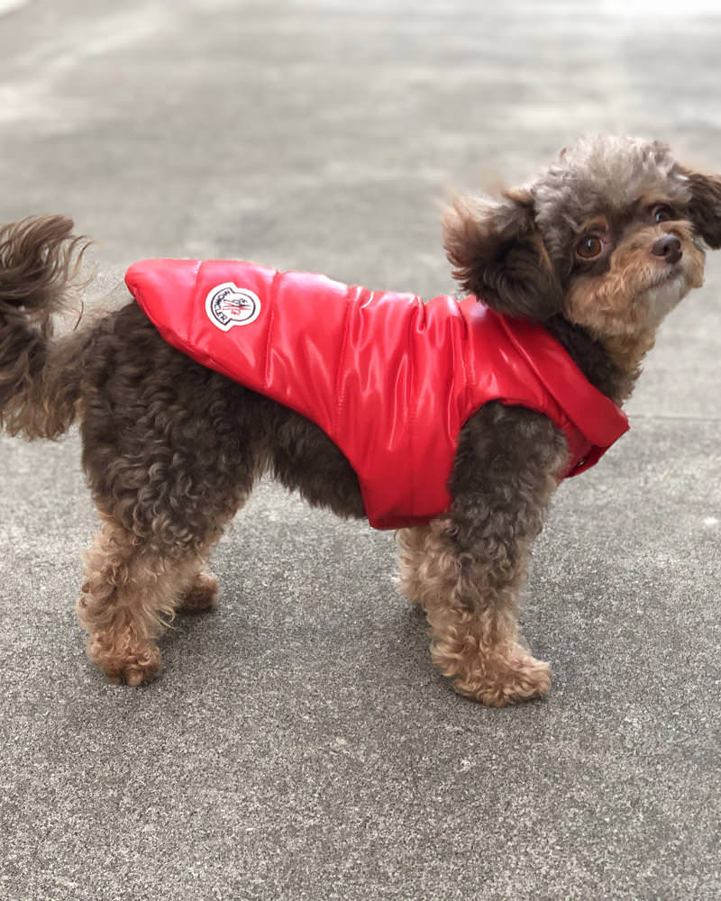 モンクレール MONDOG 犬用ダウン2WAY 在庫商品 - モンクレール(MONCLER