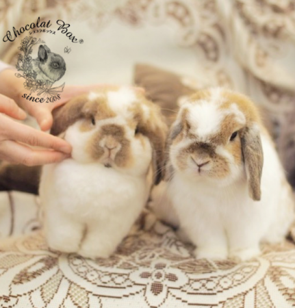 リアルかわいい！羊毛フェルトうさぎ制作でコロナ疲れを癒やす【SHUFU