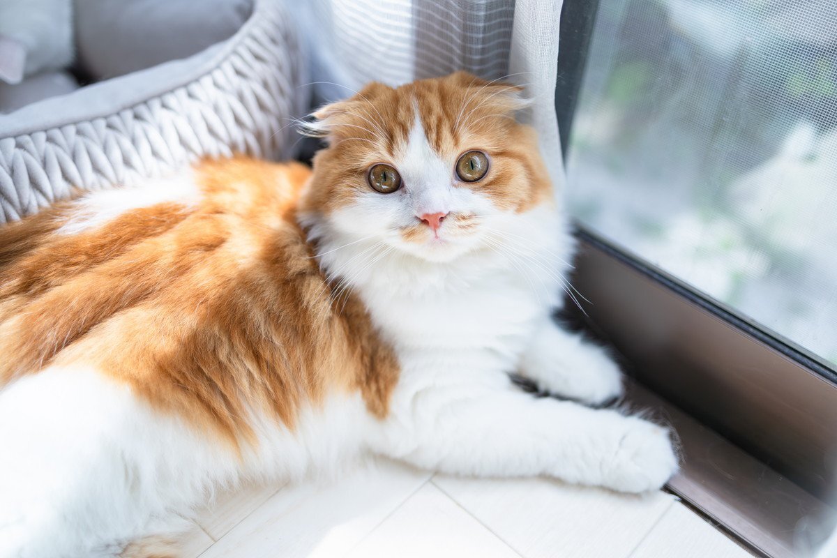 同じ猫でもこんなに違う？『長毛＆短毛が存在する猫種』4選 個性